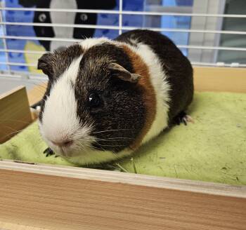 Rescue Guinea Pig Guinea Pigs for Adoption in Medfield, Massachusetts - Derek | PetCurious